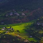 Bhutan-Rice-Paddie-4btravel